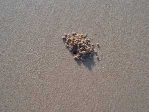 This was the first crab to get his burrow clean after the tide retreated ...